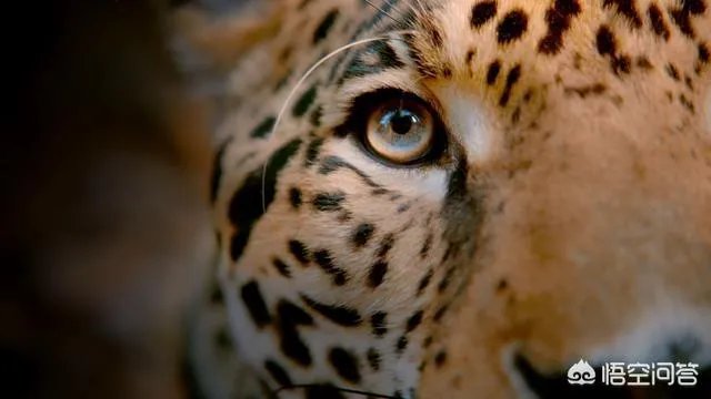 BBC大猫哪里可以看?