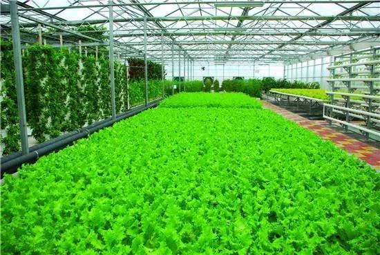 农业项目，有哪些农业项目