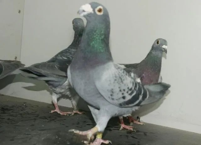 老北京人养信鸽是什么情况？