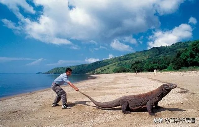 科莫多巨蜥与非洲鳄哪个更厉害？