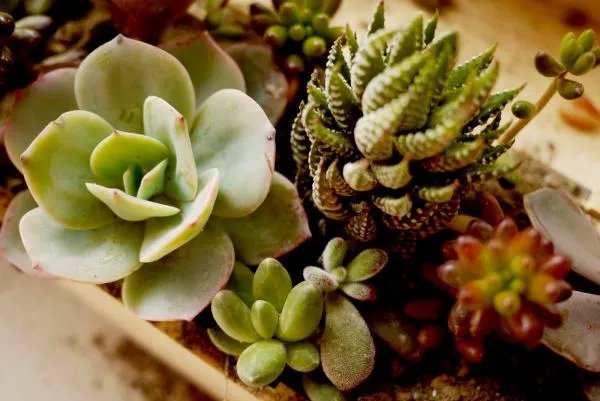 十大最贵的多肉有哪些？