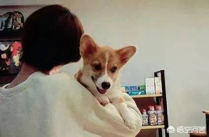 成都摔狗女子公开道歉称自己做错了，这事你怎么看？