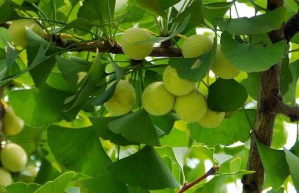 银杏树果可以种吗