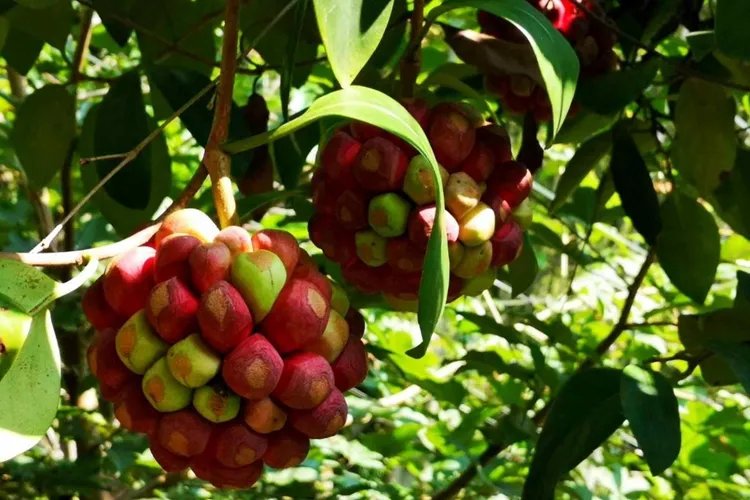 中药黑老虎图片