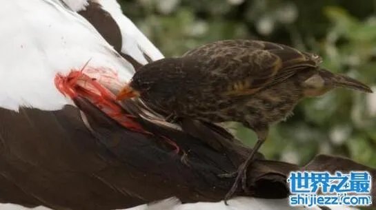 世界十大吸血鬼生物，北极七鳃鳗是最古老的吸血鬼 