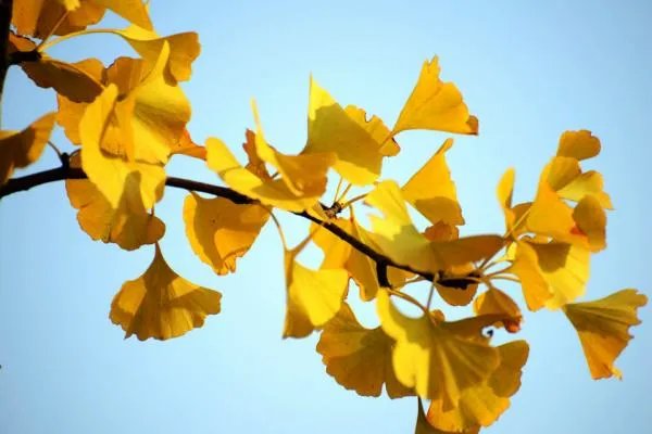 银杏树果可以种吗