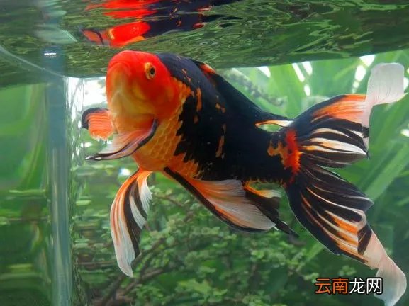 冷水观赏鱼图片大全图 冷水鱼有哪些品种