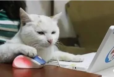 一切动物不得成精