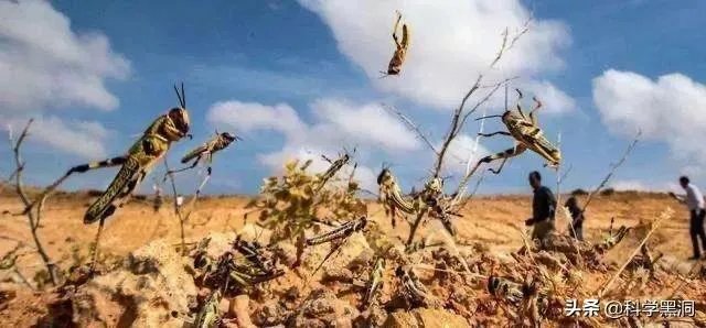 非洲蝗虫成灾，已影响印度和巴基斯坦，会传入中国吗？