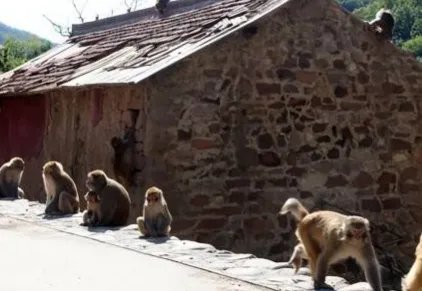 重庆女童家门口玩耍被野猴拖走，女孩是如何得救的？