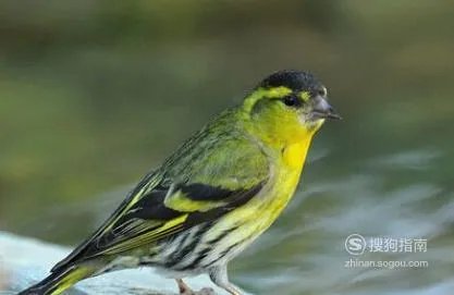 黄雀的饲养方法