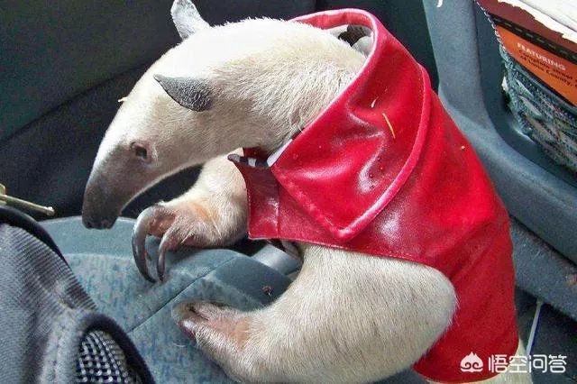 老人给鸡织毛衣保暖，有哪些适合宠物的搭配？