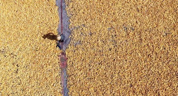 400吨储备粮神秘消失，这背后究竟有什么猫腻？