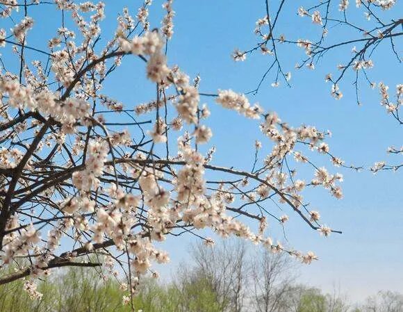 亭亭白桦悠悠碧空微微南来风这是什么歌