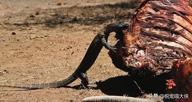 科莫多巨蜥与非洲鳄哪个更厉害？