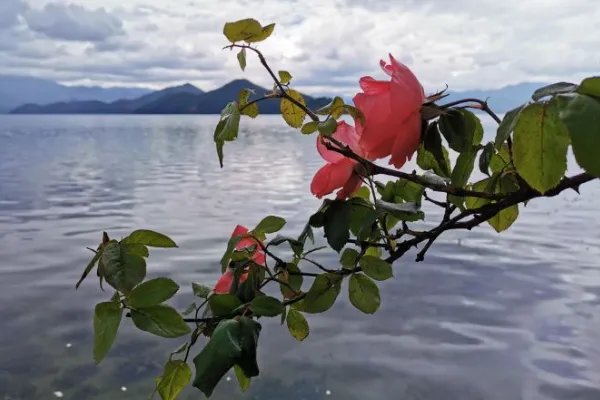 去丽江旅游需要多少钱？