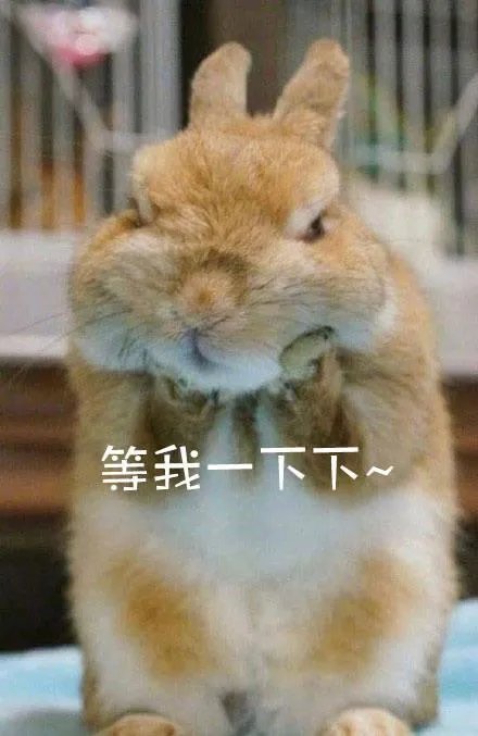 大家有没有特别搞笑的猫咪图片？