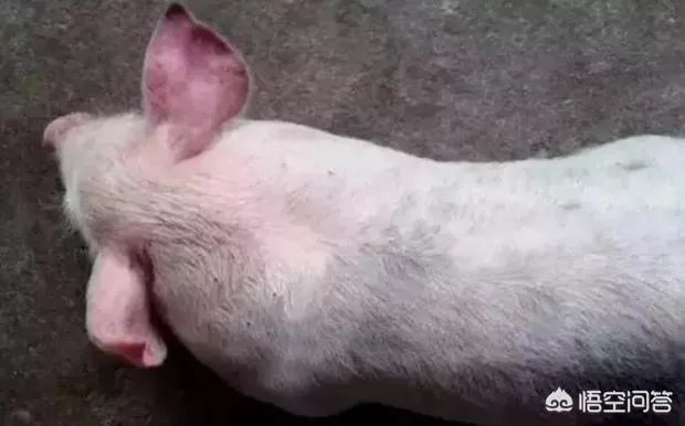 年末的肥猪行情如何？