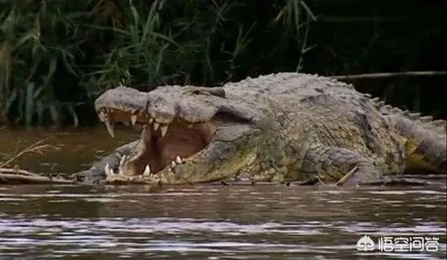 科莫多巨蜥与非洲鳄哪个更厉害？