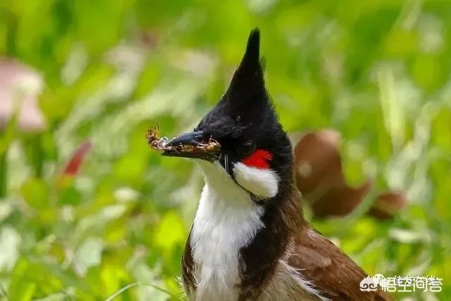 折耳鱼不呼吸在线观看免费