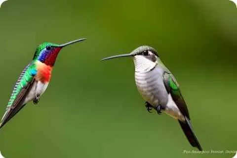 青春几何文言文