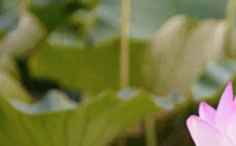 夏至三庚数头伏