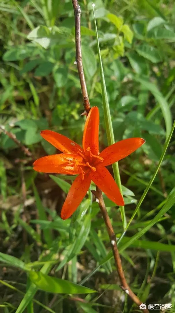 什么看新闻没广告