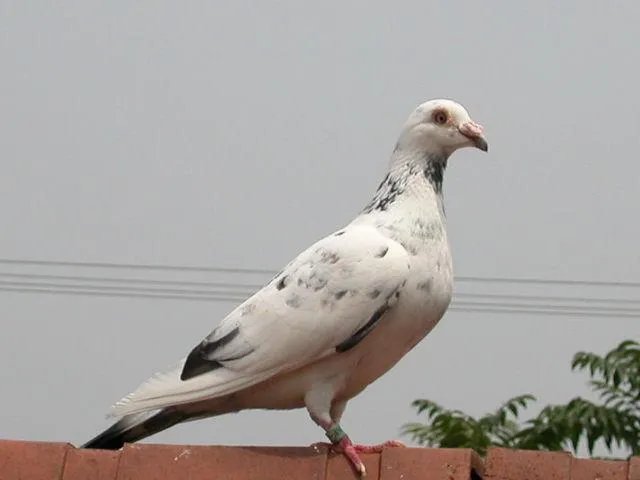 老北京人养信鸽是什么情况？