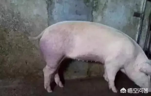 年末的肥猪行情如何？