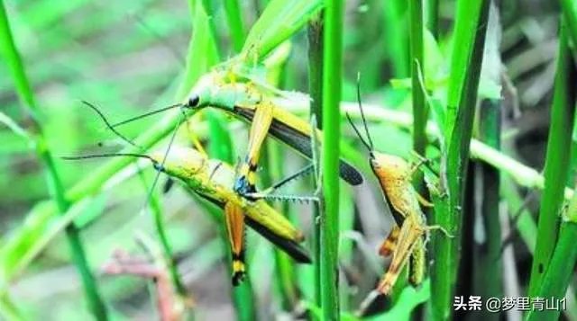 巴基斯坦蝗灾怎么样了？最近怎么感觉没人提及？