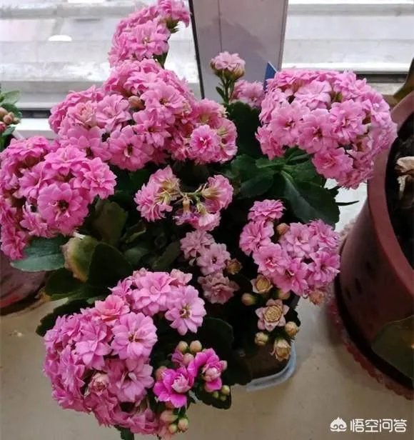 为什么有心栽花花就不活？