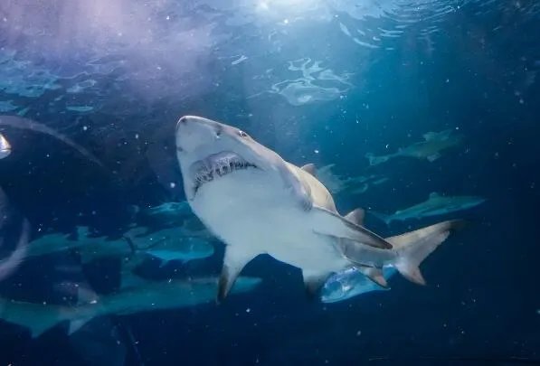 哪种动物一生都在换牙  只要牙齿受损立刻会有新的补上是什么鱼