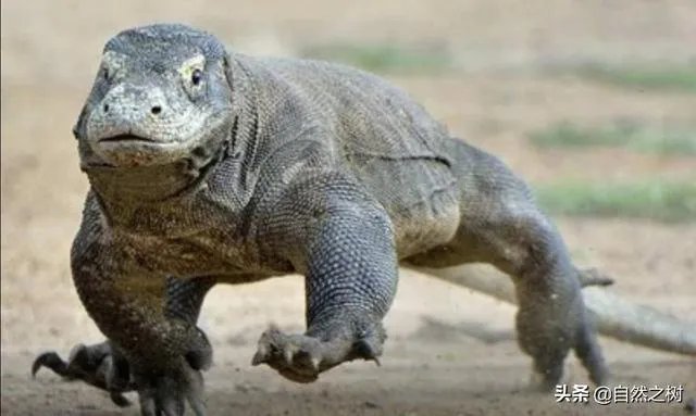科莫多巨蜥与非洲鳄哪个更厉害？