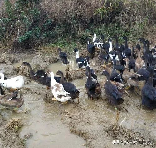 我想在农村养鸭子，能挣钱吗，有哪些经验分享吗？