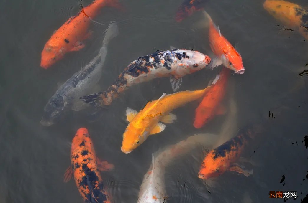 冷水观赏鱼图片大全图 冷水鱼有哪些品种