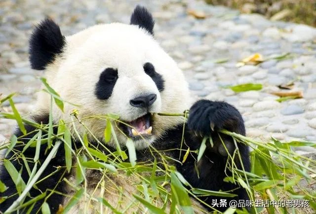 大熊猫爱吃的竹子是草还是树？