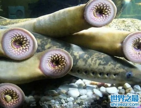 世界十大吸血鬼生物，北极七鳃鳗是最古老的吸血鬼 