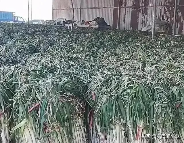 菜价上涨严重，到底是什么原因？