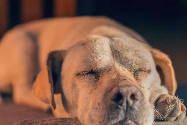 狗狗一见面时，为什么会先“闻屁股”？