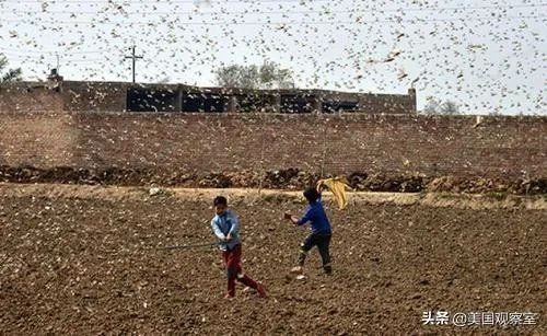 巴基斯坦蝗灾怎么样了？最近怎么感觉没人提及？