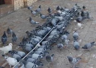 老北京人养信鸽是什么情况？