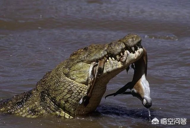 科莫多巨蜥与非洲鳄哪个更厉害？