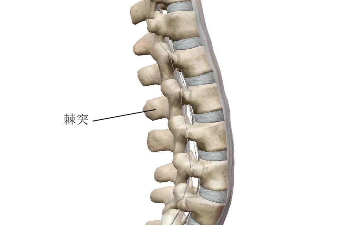 棘突的位置图片