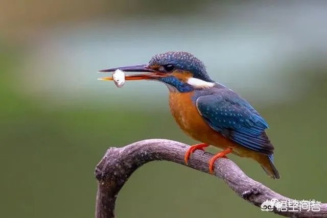 折耳鱼不呼吸在线观看免费