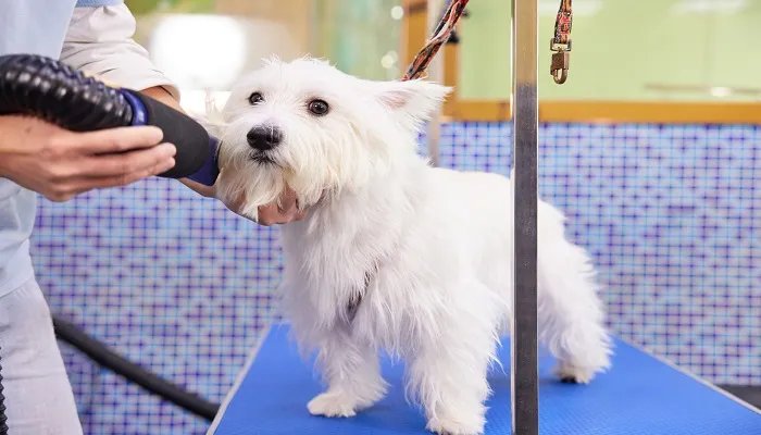 训练狗狗听指令吃东西 狗狗应该吃什么