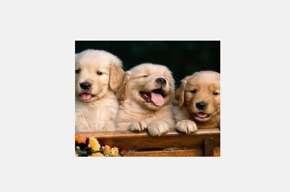 红鼻子属什么动物