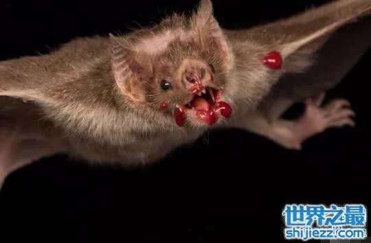 世界十大吸血鬼生物，北极七鳃鳗是最古老的吸血鬼 