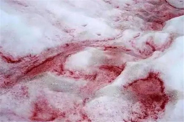 南极出现粉色“西瓜雪”，反常迹象的出现是福是祸？