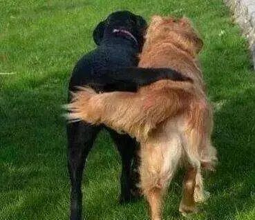 狗狗一见面时，为什么会先“闻屁股”？