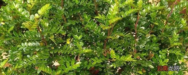 清香木为什么老掉叶？怎么应对